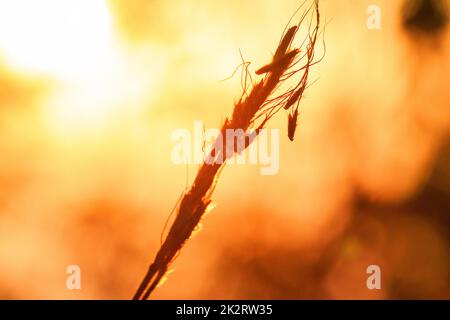 Das Gras ist trocken in der Natur, hat einen Hintergrund als orangefarbenes Licht des Sonnenaufgangs am Morgen. Stockfoto