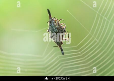 Stachelige Orbis-Weber stricken Fasern, um Insekten in der Natur zu fangen. Stockfoto