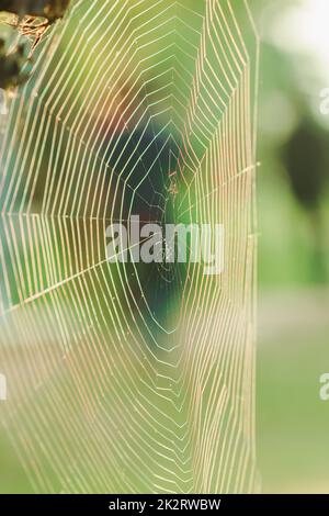 Spinnweben reflektieren das Sonnenlicht am Morgen. Stockfoto