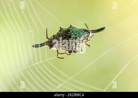 Stachelige Orbis-Weber stricken Fasern, um Insekten in der Natur zu fangen. Stockfoto