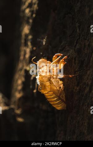 Die Sonne scheint auf der Zikade im Baum. Stockfoto