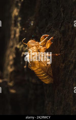 Die Sonne scheint auf der Zikade im Baum. Stockfoto