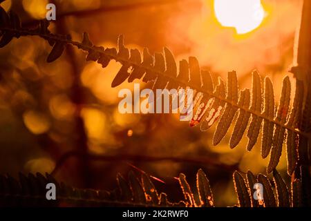 Farne in der Natur haben einen hellen Hintergrund des morgendlichen Sonnenaufgangs. Stockfoto