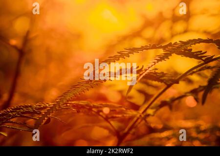 Farne in der Natur haben einen hellen Hintergrund des morgendlichen Sonnenaufgangs. Stockfoto