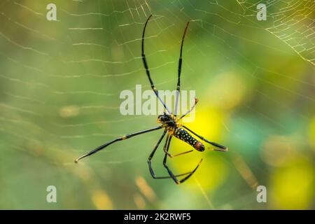 Golden Web Spider strickt große Fasern, um Insekten zu fangen Stockfoto