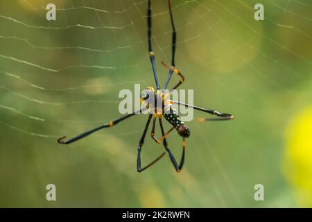 Golden Web Spider strickt große Fasern, um Insekten zu fangen Stockfoto