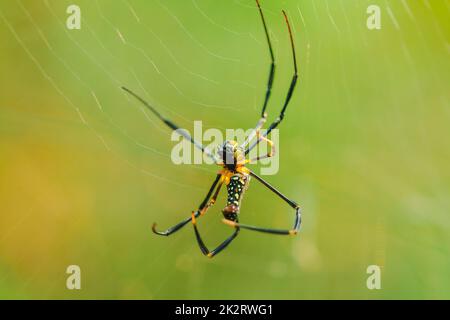 Golden Web Spider strickt große Fasern, um Insekten zu fangen Stockfoto