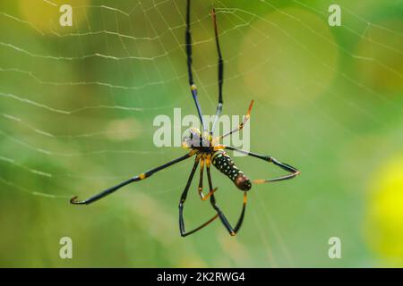 Golden Web Spider strickt große Fasern, um Insekten zu fangen Stockfoto