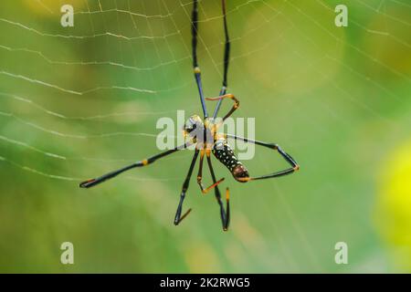 Golden Web Spider strickt große Fasern, um Insekten zu fangen Stockfoto