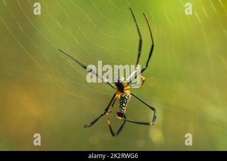 Golden Web Spider strickt große Fasern, um Insekten zu fangen Stockfoto