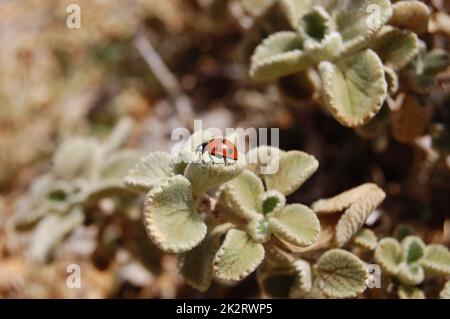 Roter Marienkäfer mit schwarzen Punkten auf grünem Gras. Die Marienkäfer fliegen. Stockfoto