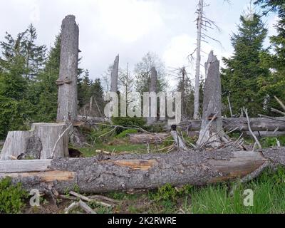 Baumentkielung im Nationalpark Harz beim Brocken auf der Achtermannshöhe in Niedersachsen. Stockfoto