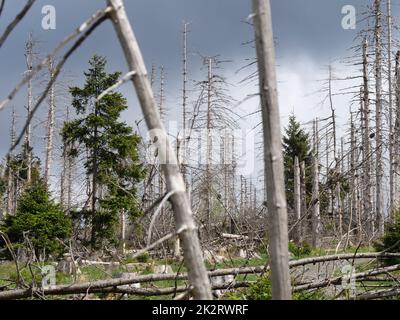 Baumentkielung im Nationalpark Harz beim Brocken auf der Achtermannshöhe in Niedersachsen. Stockfoto