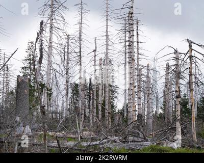 Baumentkielung im Nationalpark Harz beim Brocken auf der Achtermannshöhe in Niedersachsen. Stockfoto