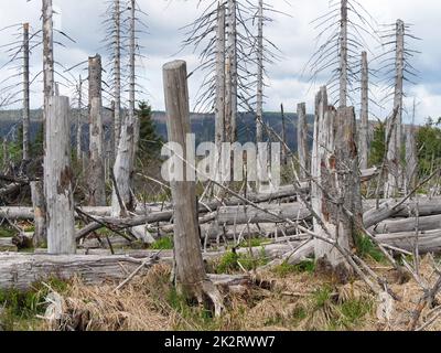 Baumentkielung im Nationalpark Harz beim Brocken auf der Achtermannshöhe in Niedersachsen. Stockfoto