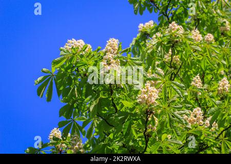 Kastanien, Kastanienblüten auf einem Baum im Frühling. Stockfoto