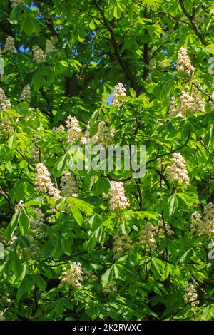 Kastanien, Kastanienblüten auf einem Baum im Frühling. Stockfoto