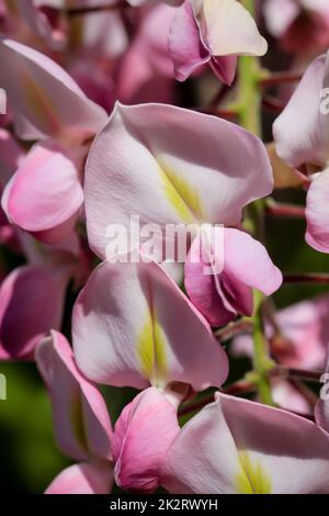 Nahaufnahme, Porträt der wunderschönen Blüten des blauen Regens. Stockfoto