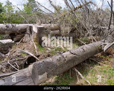 Baumentkielung im Nationalpark Harz beim Brocken auf der Achtermannshöhe in Niedersachsen. Stockfoto