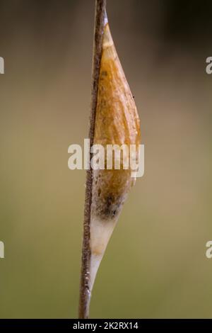 Eine Raupe mit einem verpupelten Schmetterling. Eine Puppe auf einem Grashalm. Stockfoto