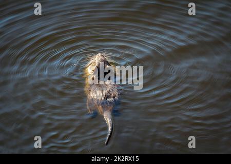 Eine Nutria oder Bisamratte, die in einem Fluss schwimmt. Stockfoto