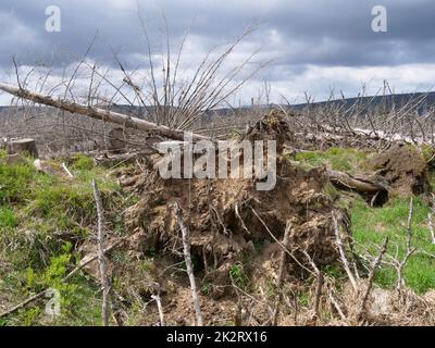 Baumentkielung im Nationalpark Harz beim Brocken auf der Achtermannshöhe in Niedersachsen. Stockfoto