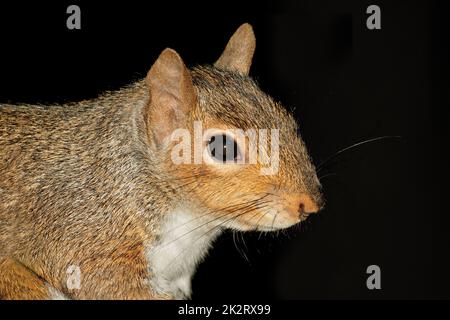 Graues Eichhörnchen-Porträt auf Schwarz Stockfoto