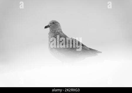 Mono-brauner Skua mit schneebedeckten Füßen Stockfoto