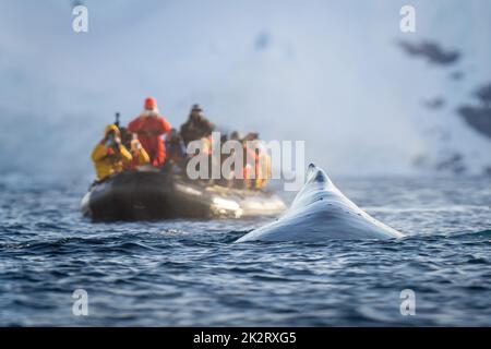 Buckelwale stehen neben Fotografen in aufblasbaren Stockfoto