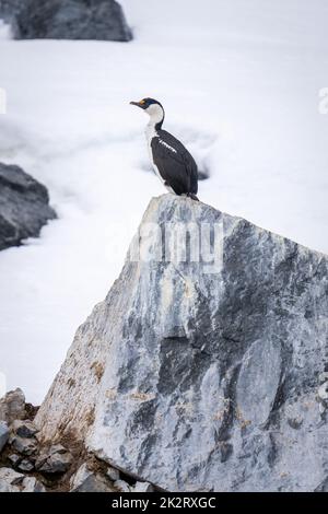 Kaiserlicher Knebel, der im Schnee auf Felsen steht Stockfoto