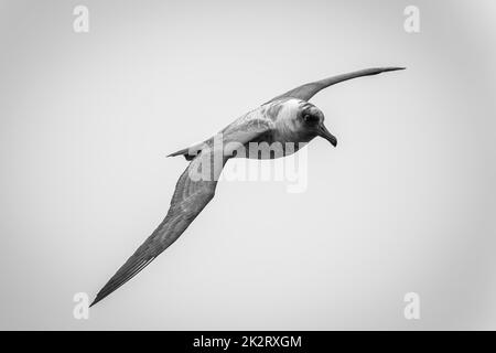 Mono-südliches Riesenpetrel mit Flügeln diagonal Stockfoto