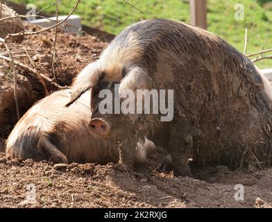 Schweine in der Kolonne, wenn das Wetter schön ist Stockfoto