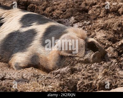 Schweine in der Kolonne, wenn das Wetter schön ist Stockfoto