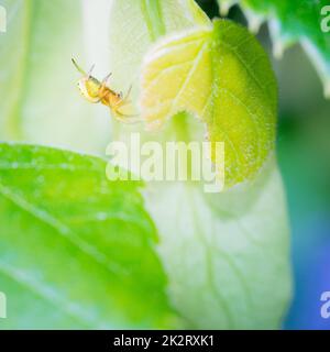 Kleine gelbe Spinne auf einem Blatt Stockfoto