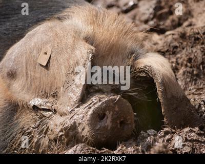 Schweine in der Kolonne, wenn das Wetter schön ist Stockfoto