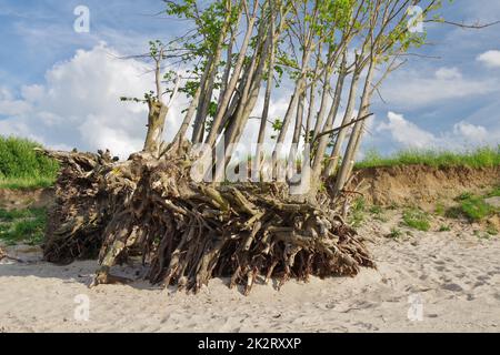 Folgen der Küstenerosion: Gefallene Bäume auf den Klippen, freiliegende Baumwurzeln, Ostsee, Zierow, Bucht von Wismar, Nordwestmecklenburg, Mecklenburg-Vorpommern, Deutschland Stockfoto