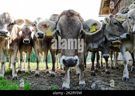 Junge braune Rinder auf einer Weide in Bayern Stockfoto