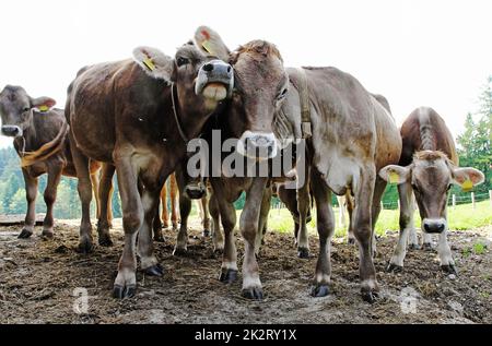 Lustige junge braune Rinder auf einer Weide in Bayern Stockfoto