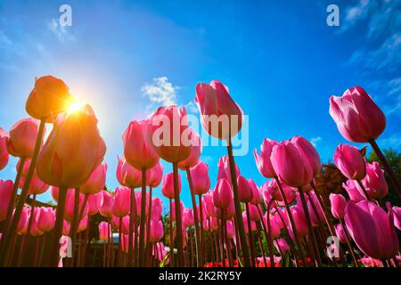 Blühende Tulpen gegen den blauen Himmel niedrig Aussichtspunkt Stockfoto