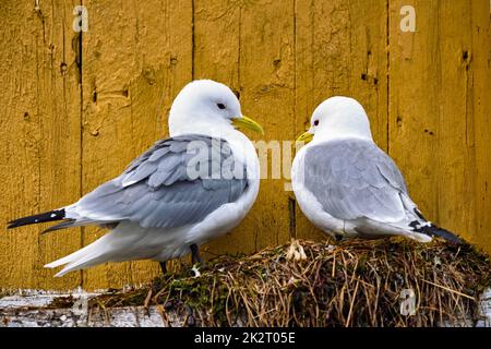 Möwe Vogel Nahaufnahme Stockfoto