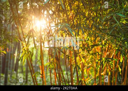 Sonne scheint durch Bambus Blätter Stockfoto