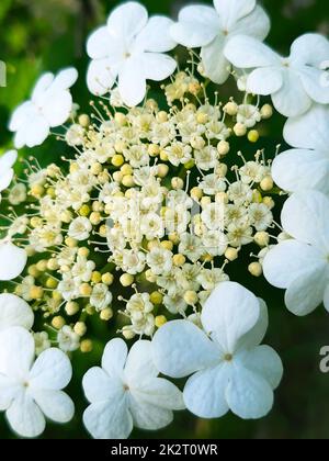 Viburnum-Blüten auf Laubhintergrund in Nahaufnahme Stockfoto