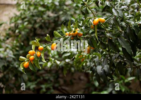 Reife Orangen-Kumquat-Früchte auf einem Ast Stockfoto