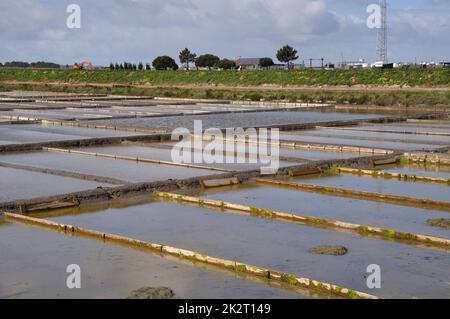 Salzwiesen von Aveiro in Portugal Stockfoto