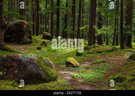 Pinienwald mit Felsen und grünen Moos Stockfoto