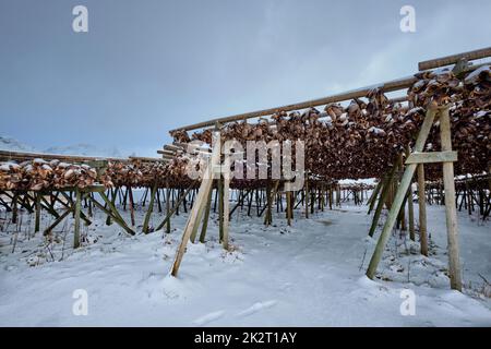 Trocknung von Flocken für Kabeljau im Winter. Lofoten-Inseln Stockfoto