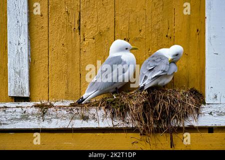 Möwe Vogel Nahaufnahme Stockfoto