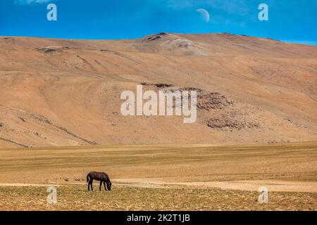 Pferde grasen im Himalaya Stockfoto