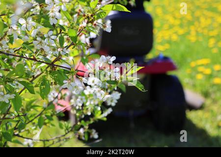 Gartenkonzept Hintergrund. Gärtner Schneiden Sie das lange Gras auf einem Traktor Rasenmäher Stockfoto