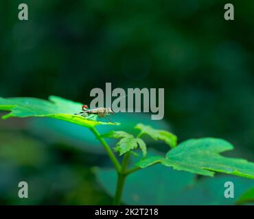 Skorpionfly - Panorpidae - sitzt auf einem grünen Blatt in einem Wald Stockfoto